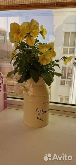 Анютины глазки в красивом кашпо