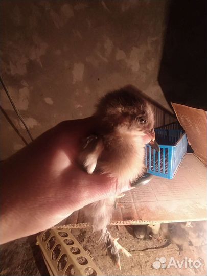 Цыплята домашние