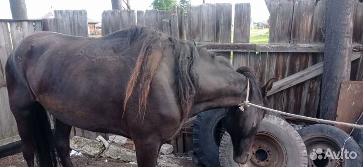 Продам лошадь