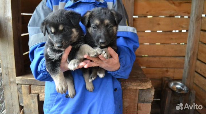Щенки овчарки вео (метисы)