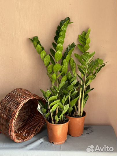 Замиокулькас d14