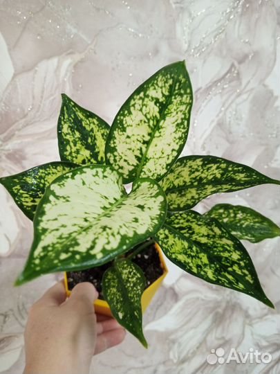Аглаонема ферст даймонд