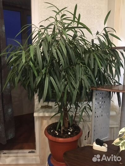 Фикус Али, Тинеке, сафари