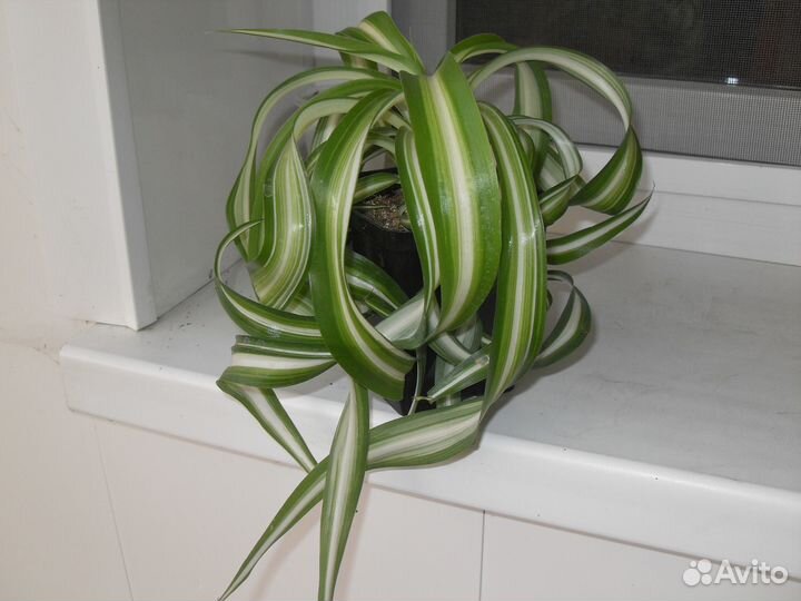 Хлорофитум