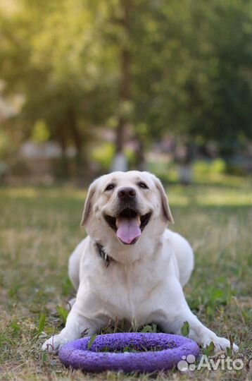 Выгул собак