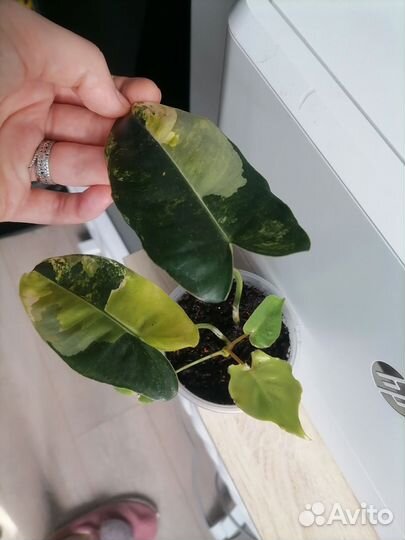 Филодендрон бурле макс вариегатный