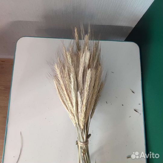 Пшеница, рожь