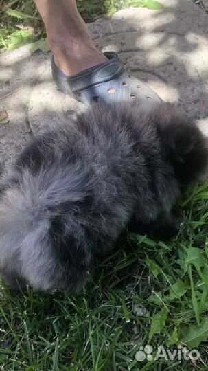 Померанский шпиц