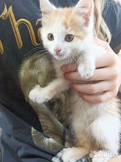 Котята в добрые руки бесплатно