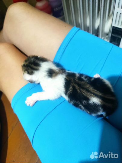 Котята в добрые руки бесплатно