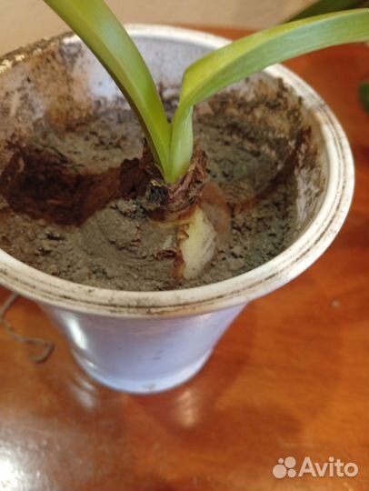 Амарилис луковицы