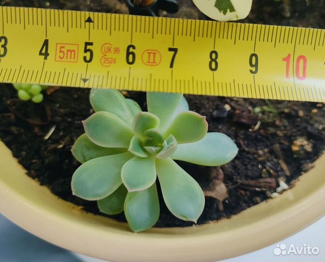 Суккулент(эхверия)