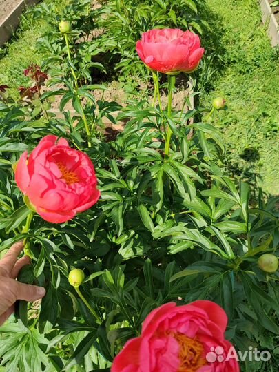 Пион коралл сансет