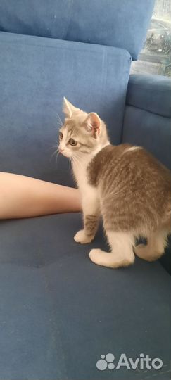 Кошка в дар