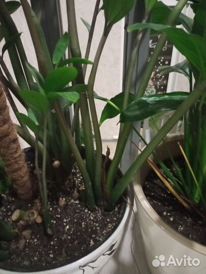 Замиокулькас