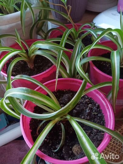 Цветок хлорофитум кудрявый