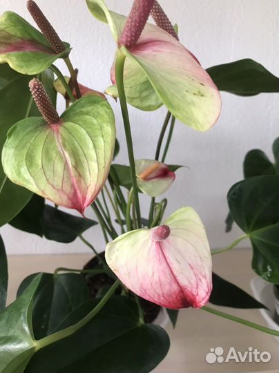 Антуриумы и другие комнатные цветы