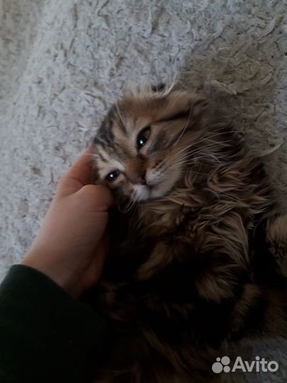 Шотландская вислоухая кошечка даромм
