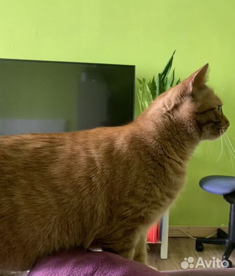 Передержка собак и кошек