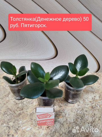 Комнатные растения