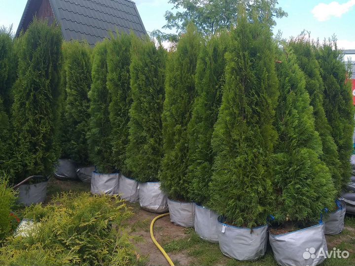 Туя Смарагд