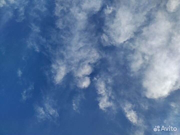 Передержка маленьких животных в отдельной комнате