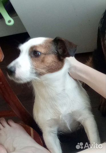 Потерялась собака