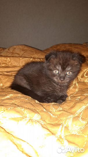 Отдам бесплатно котят 2 девочки