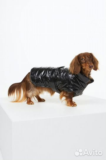 Одежда для маленьких собак