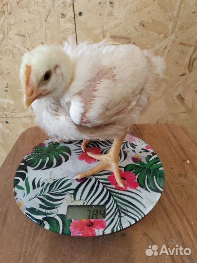 Цыплята бройлеры Кобб-500 18 суток