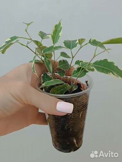 Фикус бенджамина