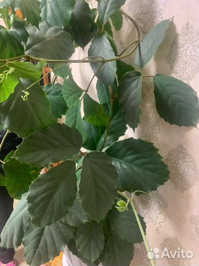 Тетрастигма