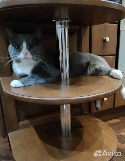 Кот в дар бесплатно
