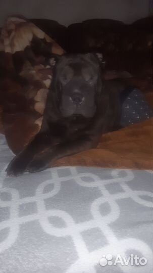 Шарпей в добрые руки