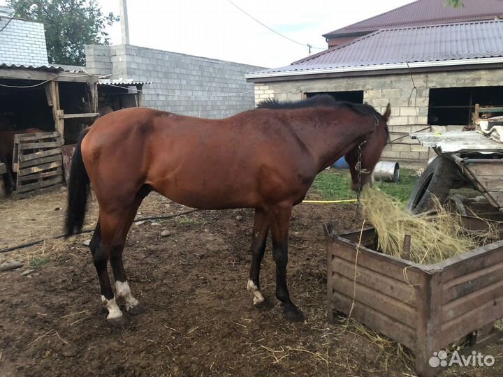 Лошадь рысак