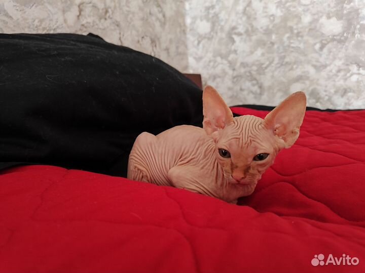 Сфинкс котенок мальчик