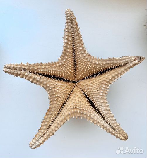 Звезда морская