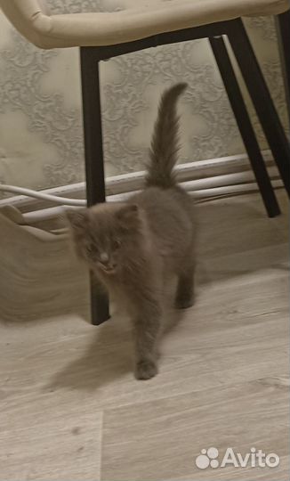 Кошечку в добрые руки
