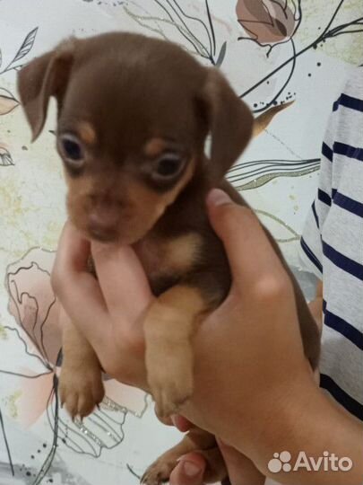 Той-терьер щенки