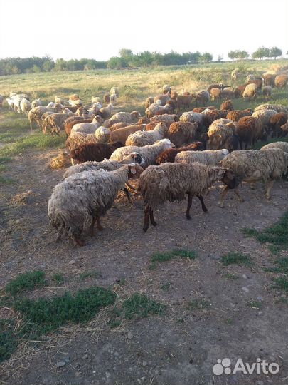 Бараны козы