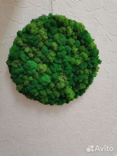 Панно из стабилизированного мха