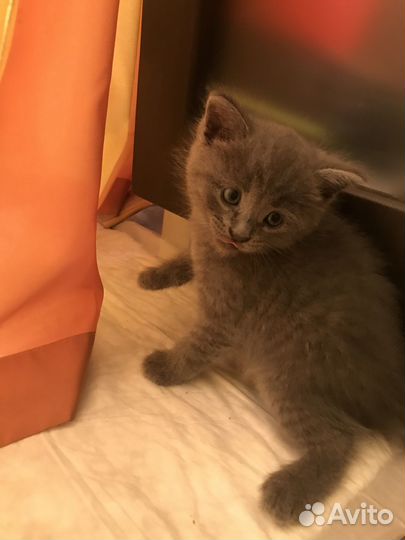 Милые котята