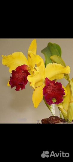 Каттлея Alma Kee