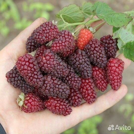 Саженцы ежемалина Тайберри