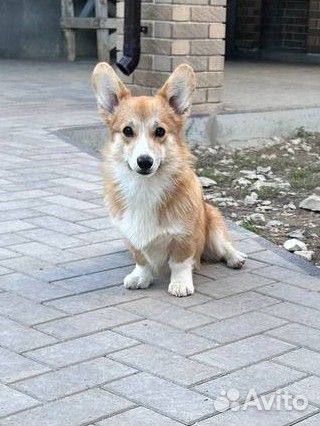 Вельш-корги пемброк девочка