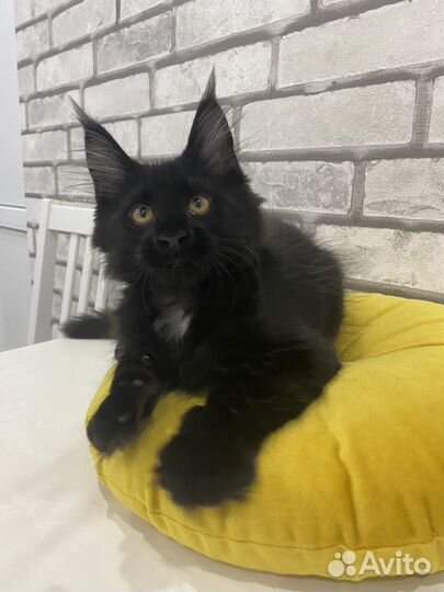 Котята мейн-кун