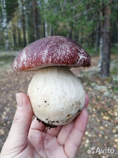 Сухие белые грибы