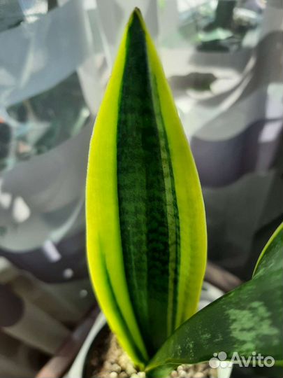 Сансевиерия Высота 45 см