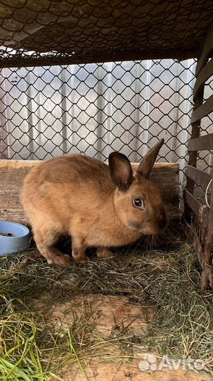 Кролик декоративный