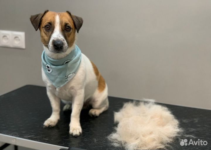 Экспресс линька джек рассела